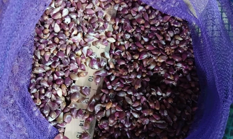 Часник сорт Любаша 4 мм в наявності - фото № 1