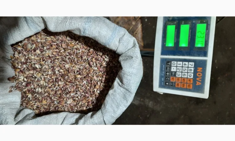 Продаж часнику ВОЗДУШКУ сорт Любаша - фото № 1