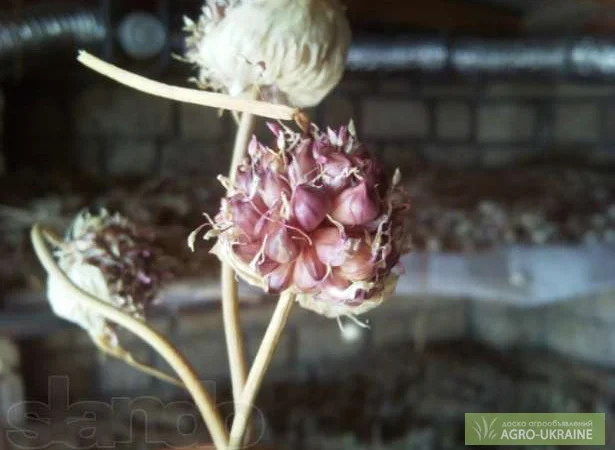 Продаж насіння чесноку та чесноку урожаю 2021 року - фото № 1