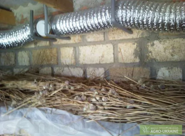 Продаж насіння чесноку та чесноку урожаю 2021 року - фото № 2