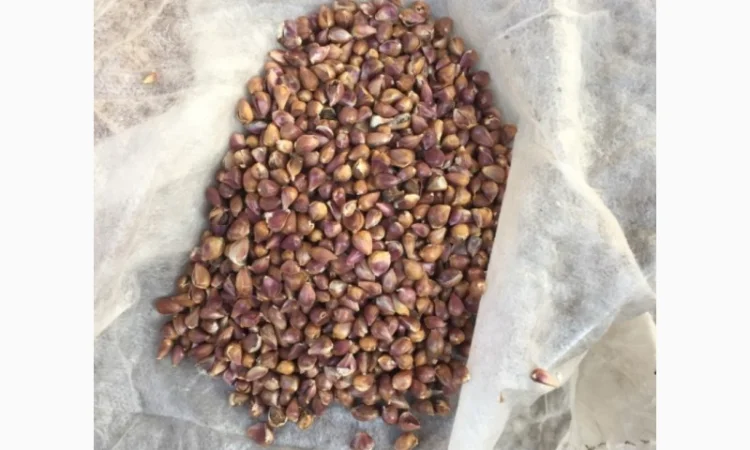 Продаж насіння чесноку та чесноку урожаю 2021 року - фото № 3