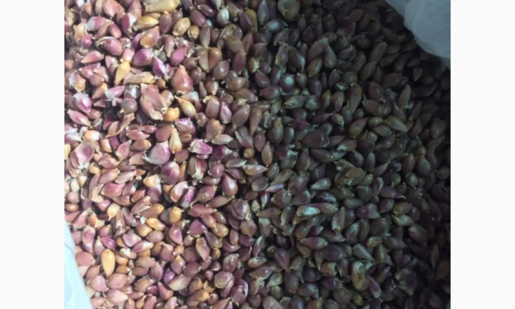 Продаж насіння чесноку та чесноку урожаю 2021 року - фото № 4