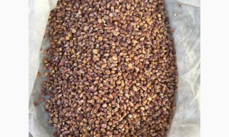 Продаж насіння чесноку та чесноку урожаю 2021 року - фото № 5