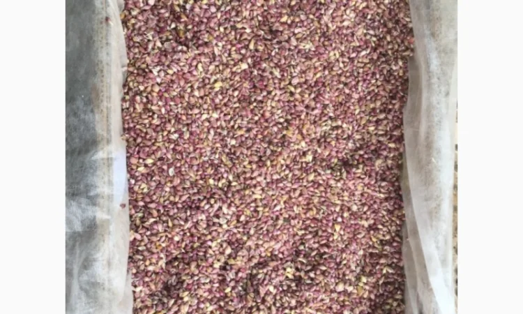 Продаж насіння чесноку та чесноку урожаю 2021 року - фото № 6