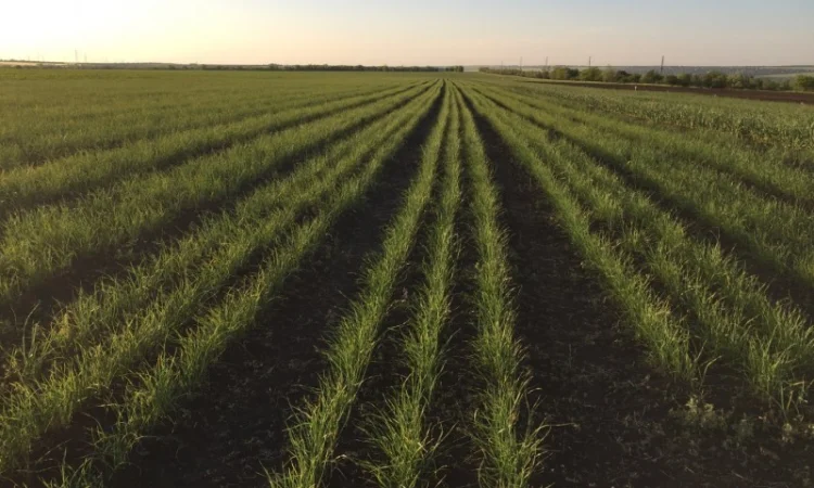 Семена чеснока Софіївський - фото № 1