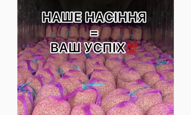 Насіння часнику однозубка часник - фото № 1
