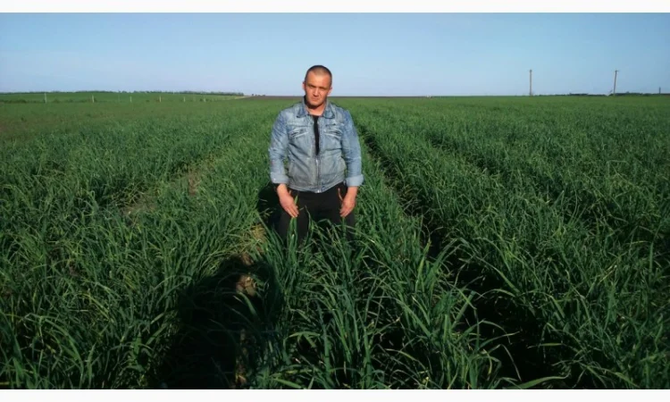 Продам чеснок, однозубка, воздушка - фото № 1