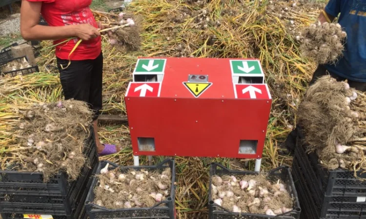 Продажа однозубки чеснока - фото № 1