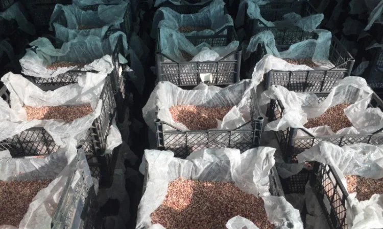 Продаж елітного чесноку сортів Лідер та Софіївський - фото № 2