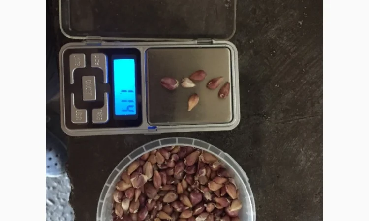 Продаж елітного чесноку сортів Лідер та Софіївський - фото № 3