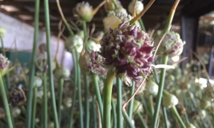 Продаж елітного чесноку сортів Лідер та Софіївський - фото № 6