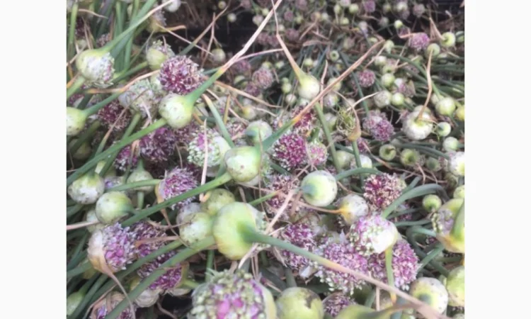 Продаж елітного чесноку сортів Лідер та Софіївський - фото № 7