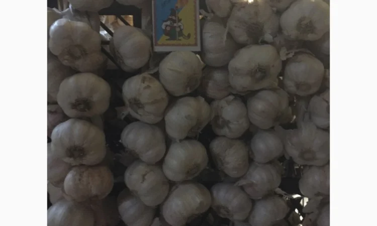 Продаж посівного матеріалу ярого часнику Сочинський - фото № 1