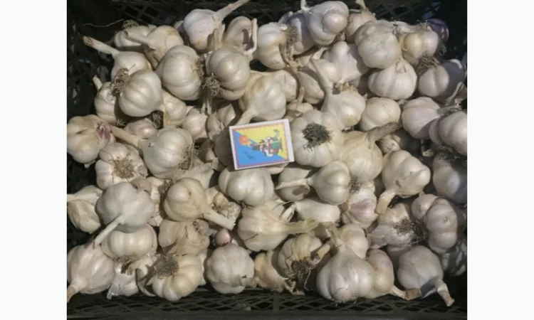 Продаж посівного матеріалу ярого часнику Сочинський - фото № 2