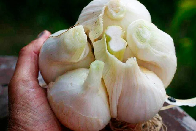 Продаж чесноку Рокамболь - фото № 1