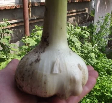 Продаж чесноку Рокамболь - фото № 2