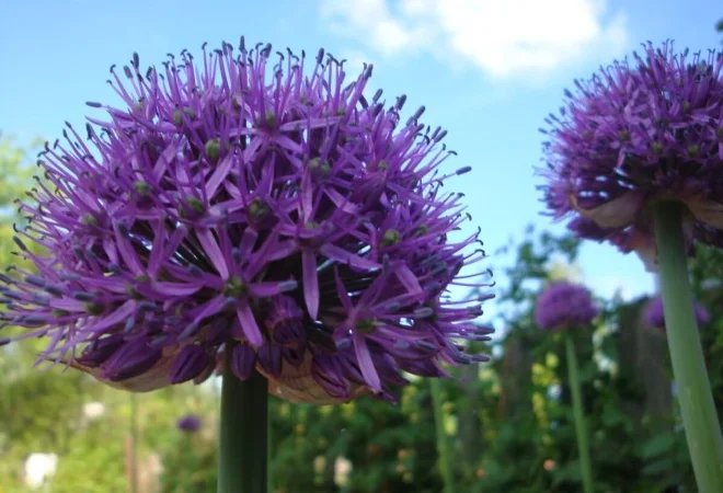 Продаж чесноку Рокамболь - фото № 3