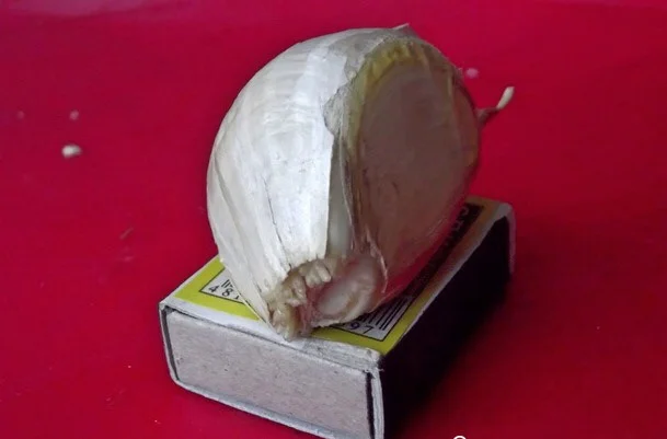 Продаж чесноку Рокамболь - фото № 4