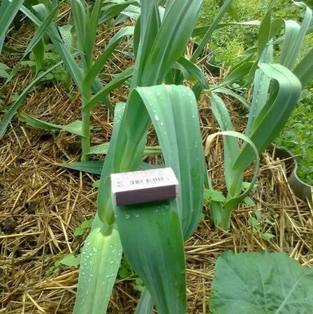 Продаж чесноку Рокамболь - фото № 5