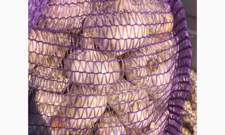 Продаж чесноку Рокамболь - фото № 6