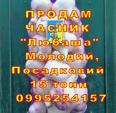 Продаж часнику Любаша оптом 15 тонн - фото № 4