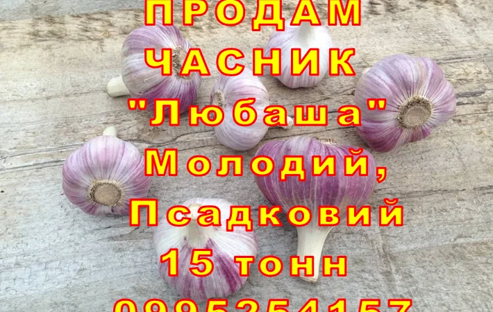 Продаж часнику Любаша оптом 15 тонн - фото № 8