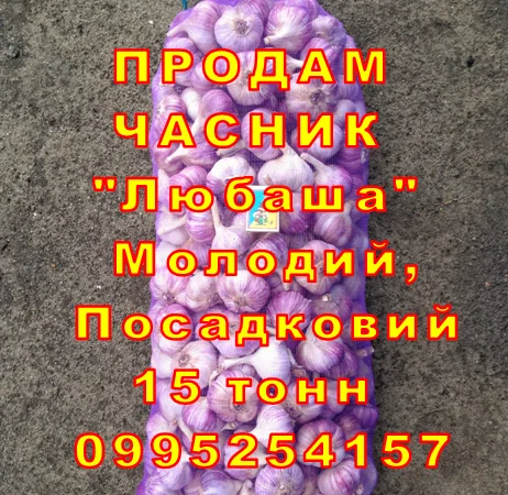 Продаж часнику Любаша оптом 15 тонн - фото № 9