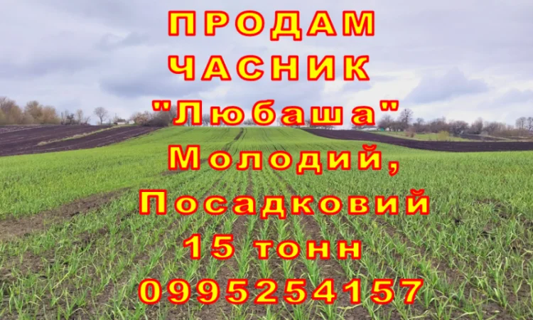 Продаж часнику Любаша оптом 15 тонн - фото № 10