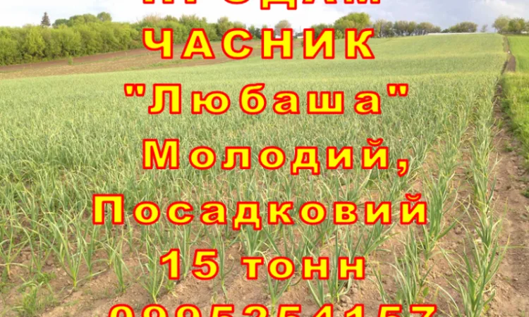 Продаж часнику Любаша оптом 15 тонн - фото № 11