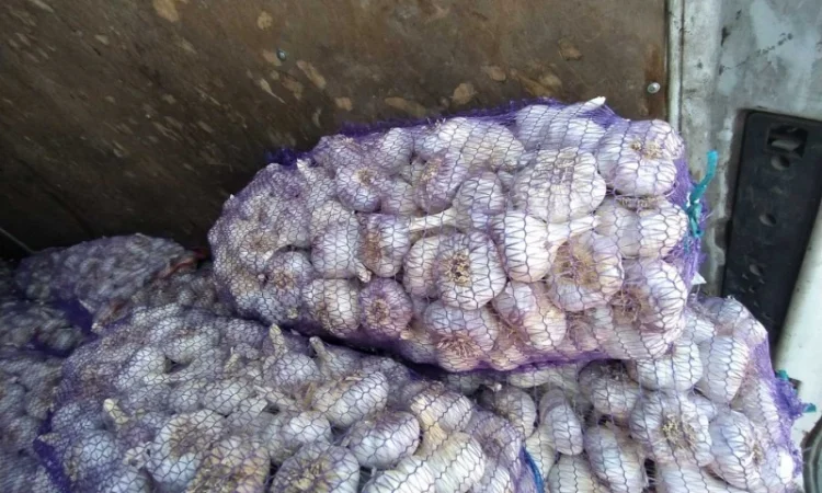 Куплю чеснок. Привозимо самі - фото № 1