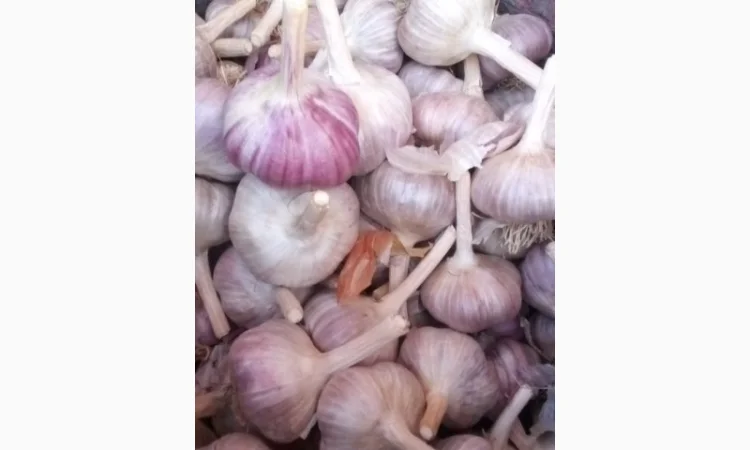 Продажа озимого чеснока сорта Любаша - фото № 1