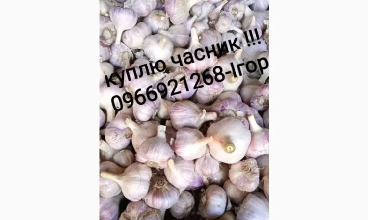 Покупка чеснока - фото № 1