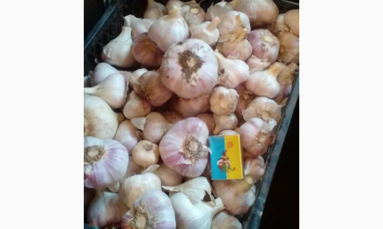 Закупівля озимого та ярого часнику - фото № 1
