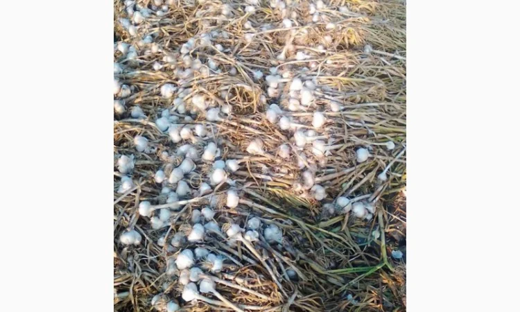 Покупка чеснока - фото № 1