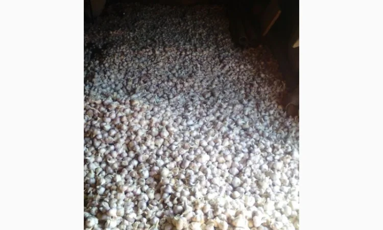 Покупка часнику: озимий та ярий - фото № 1