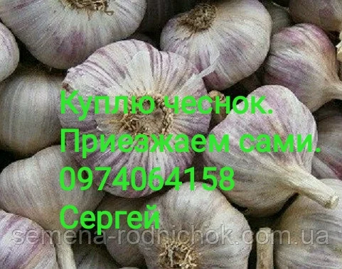 Куплю чеснок разных размеров. ЗУБОК. Переработка - фото № 1