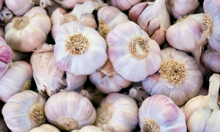 Продам часник зимовий Любаша - фото № 1