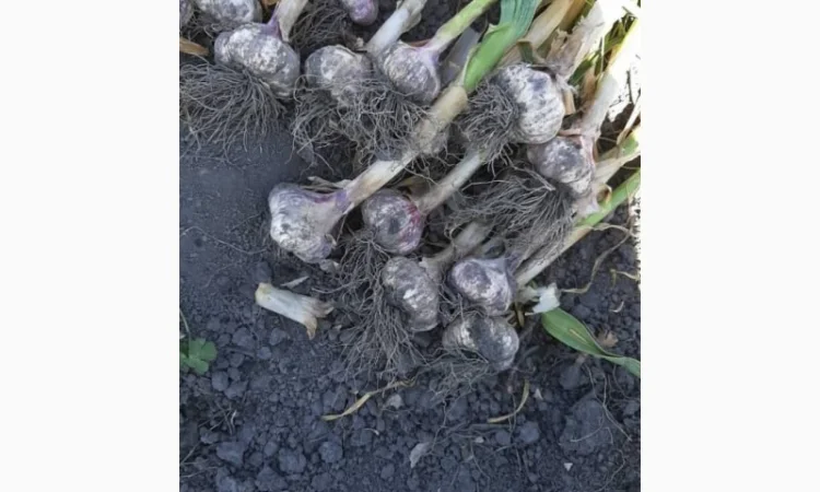 Часник всіх видів головка однозубка воздушка є багато сортів - фото № 1