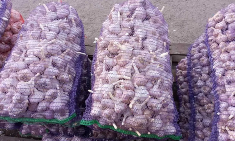 Закупівля товарного чесноку - фото № 1