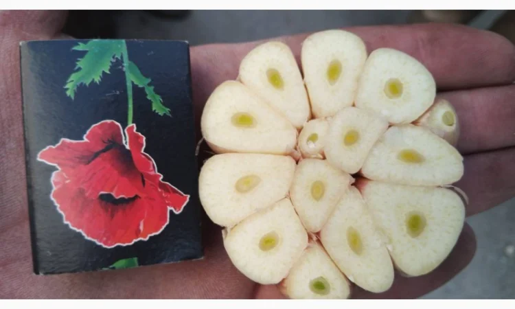 Продаж насіння часнику на посадку - фото № 2