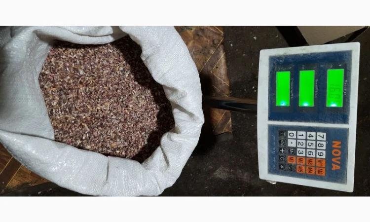 Продаж насіння часнику на посадку - фото № 1