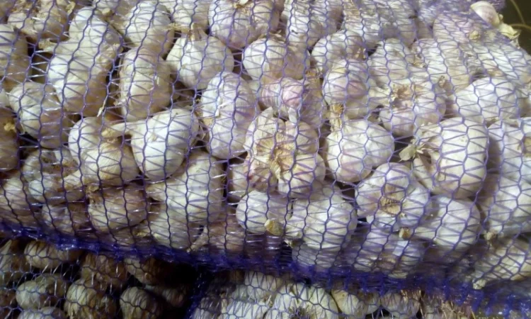 Чеснок сорт Любаша супер еліта на продажу - фото № 2