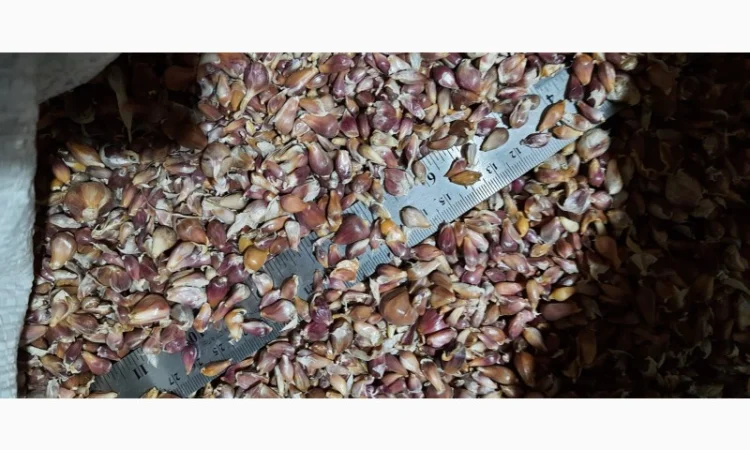 Чеснок сорт Любаша супер еліта на продажу - фото № 1