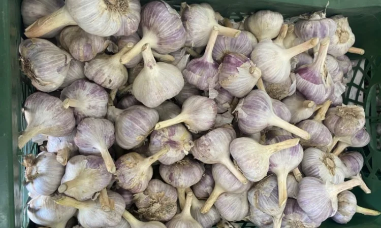 Продаємо Озимий часник -2024р. врожаю - фото № 2