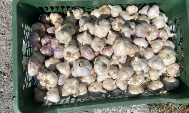 Продаємо Озимий часник -2024р. врожаю - фото № 3