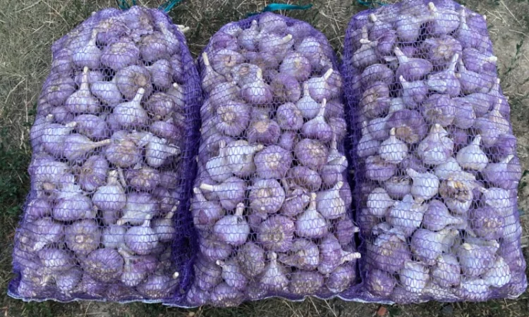 Продаємо Озимий часник -2024р. врожаю - фото № 4