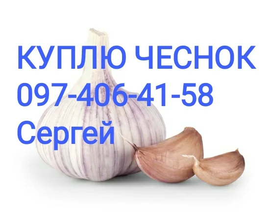 Куплю чеснок разных калибров - фото № 1