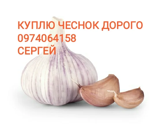 Куплю чеснок Товарный вид качество - фото № 1