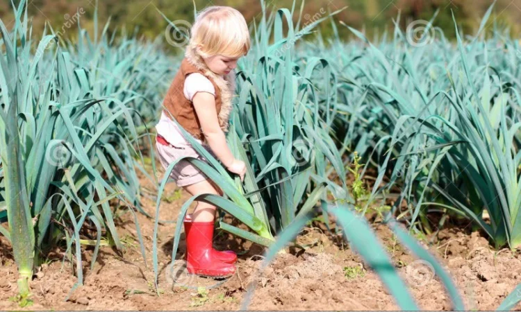 Продам Рокамболь семена - фото № 1