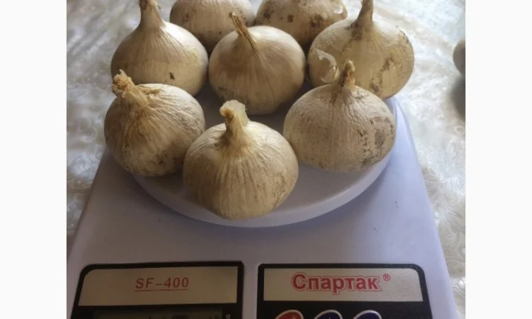 Продам Рокамболь семена - фото № 2